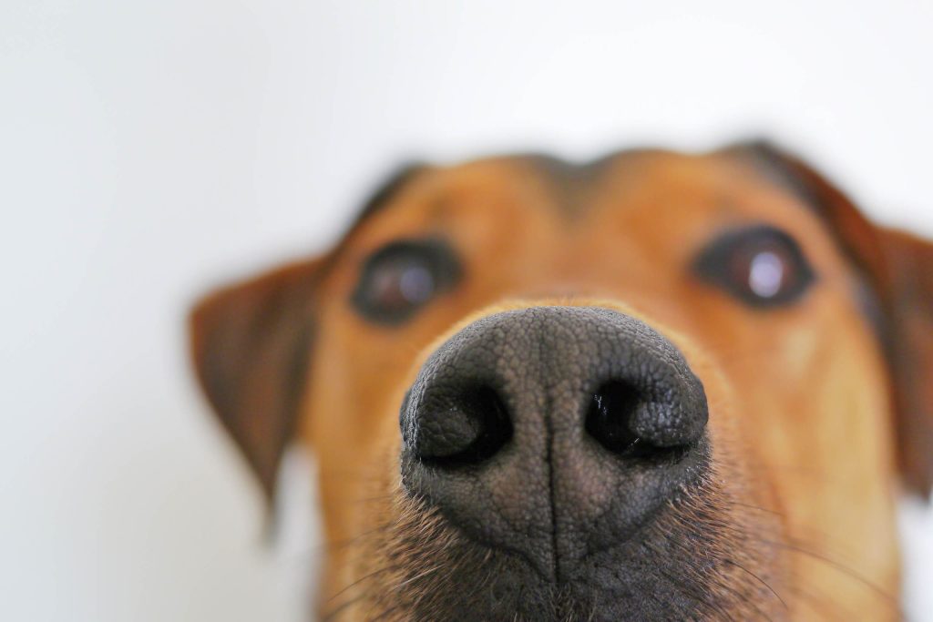 exploratorium les chiens peuvent ils sentir le temps qui passe